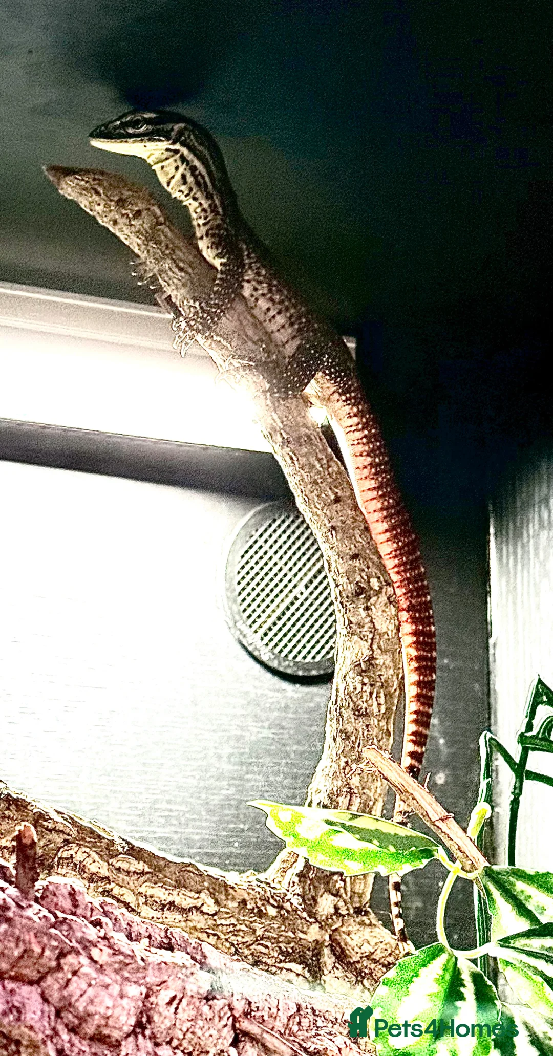Monitor reptiles for sale: Baby Argus monitor - male  - Advert 2