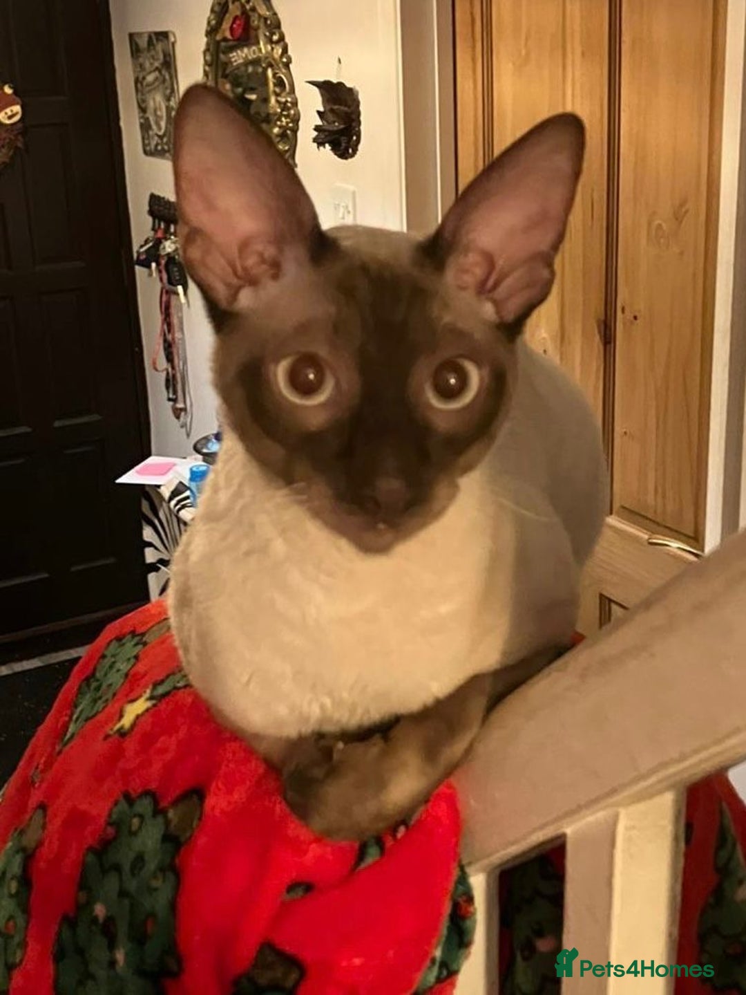 Cornish Rex cats for sale: Cornish Rex Chocolate Point Male 9 months £500 - Advert 8