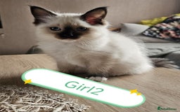 Ragdoll cats for sale: The last three cuddles - Image 12