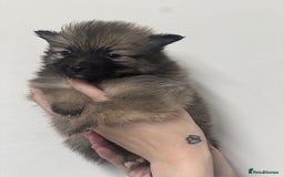 Pomeranian dogs for sale: LAST GIRL READY NOW Pomeranian puppies - Advert 20