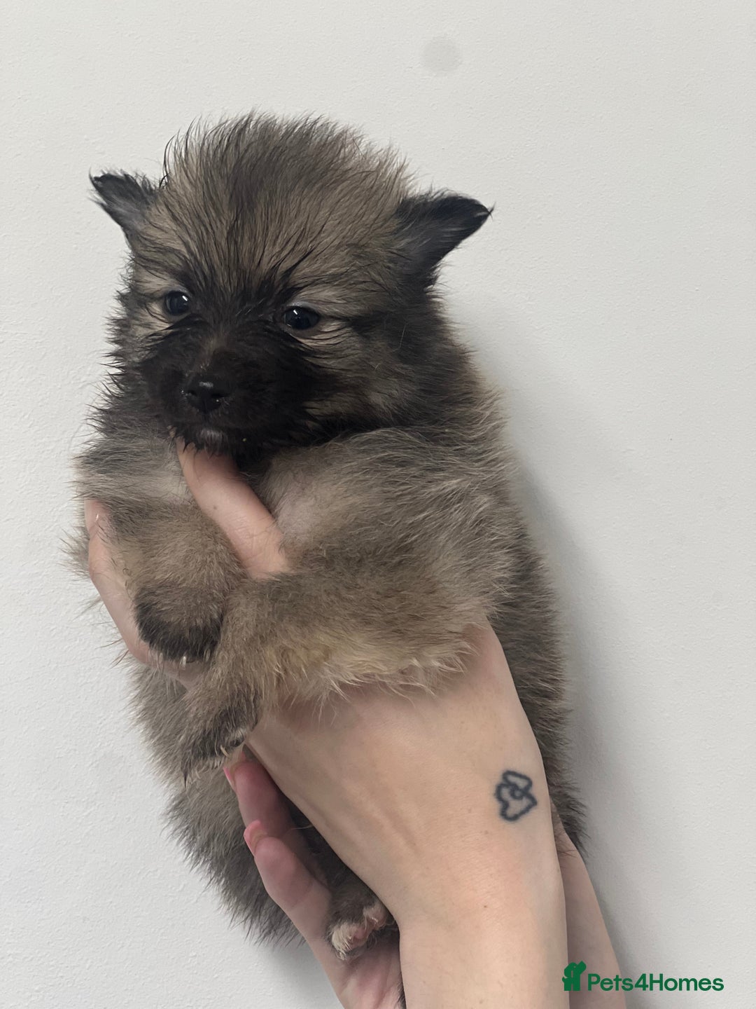 Pomeranian dogs for sale: LAST GIRL READY NOW Pomeranian puppies - Advert 20