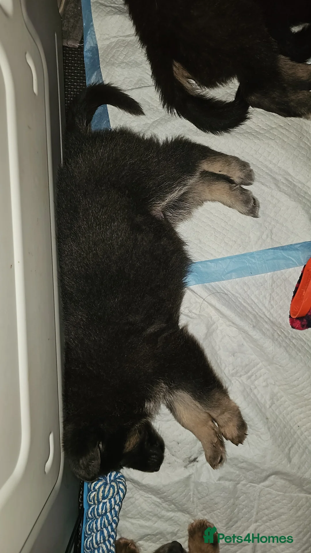 German Shepherd dogs for sale: 9 beautiful pure bred German Shepherd puppies - Advert 25