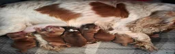 Cocker Spaniel dogs for sale: KC Registered Show Type Cocker Spaniel Puppies  - Advert 3