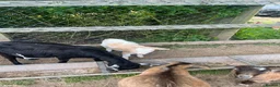 Goats livestock for sale: Pygmy X Female & Wether - Advert 11