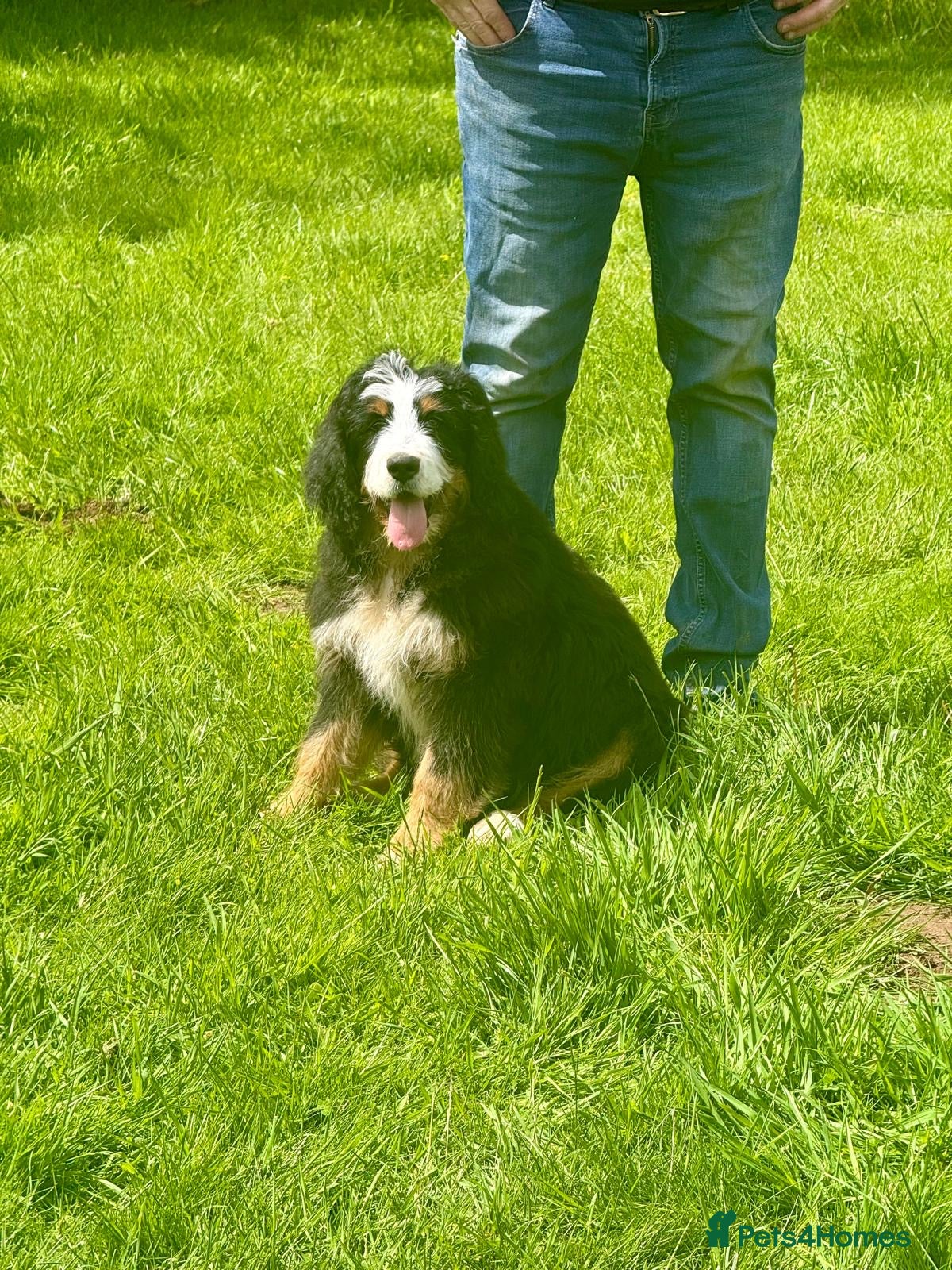 Bernedoodle dogs A gorgeous tri colour boy bernedoodle puppy - Advert 1