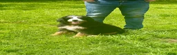 Bernedoodle dogs for sale: A gorgeous tri colour boy bernedoodle puppy - Advert 1