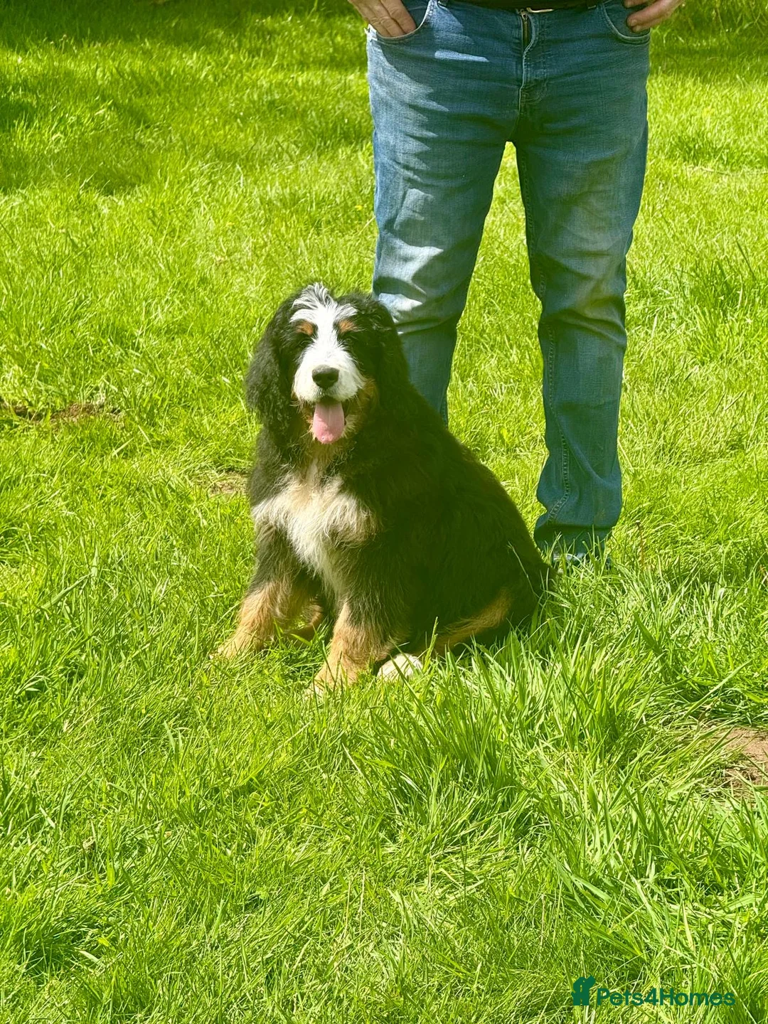 Bernedoodle dogs for sale: A gorgeous tri colour boy bernedoodle puppy - Advert 1