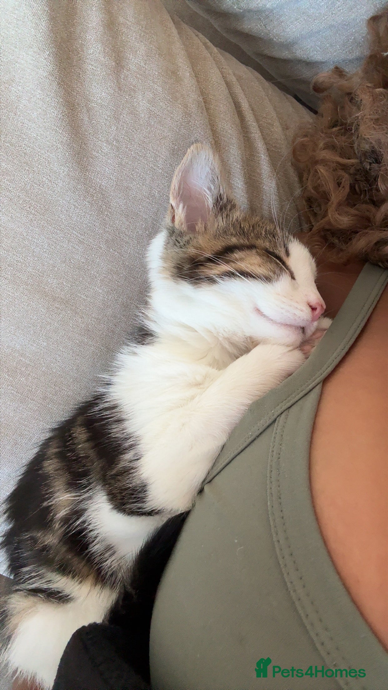 British Shorthair cats Male kitten (4 months old)  - Advert 1