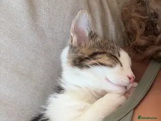 British Shorthair cats Male kitten (4 months old) - Advert 1