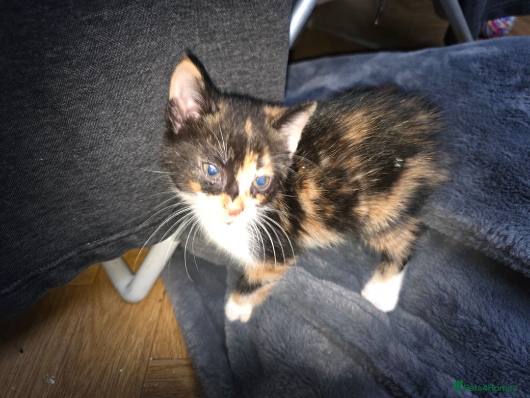 Mixed Breed cats for sale: 2 female kittens  - Advert 5