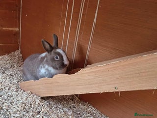 Netherland Dwarf rabbits Beautiful baby Netherland dwarf - Advert 11