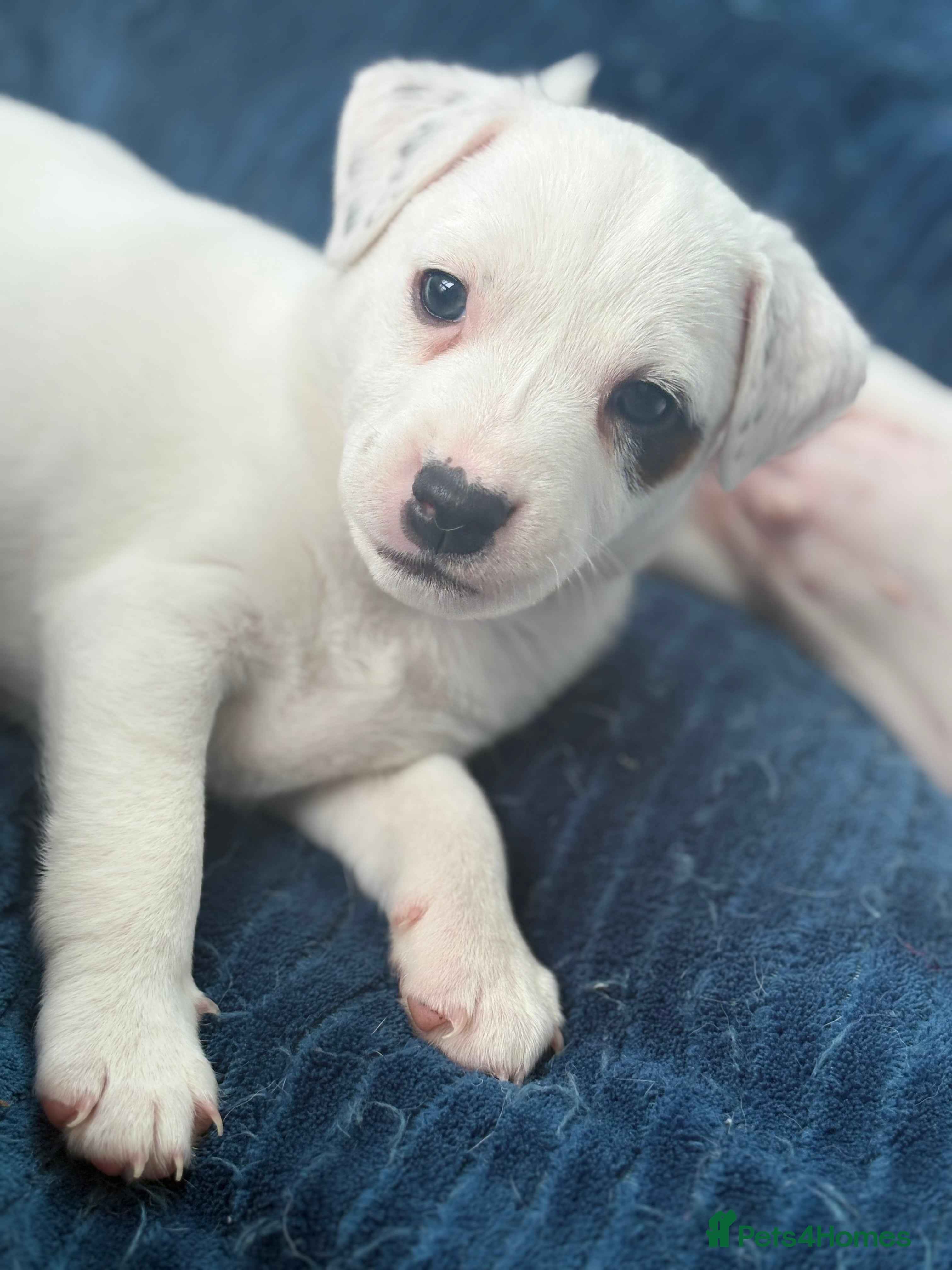 Jack Russell dogs Beautiful 3 pups for sale - Advert 2