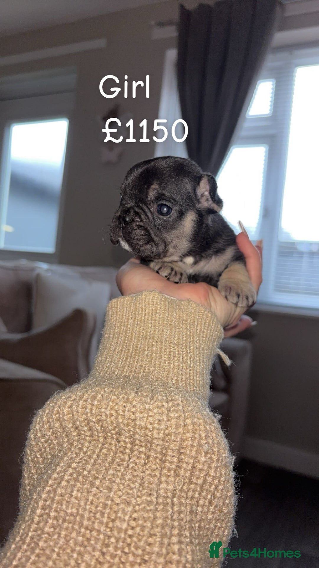 French Bulldog dogs for sale: French bulldog puppy  - Advert 3
