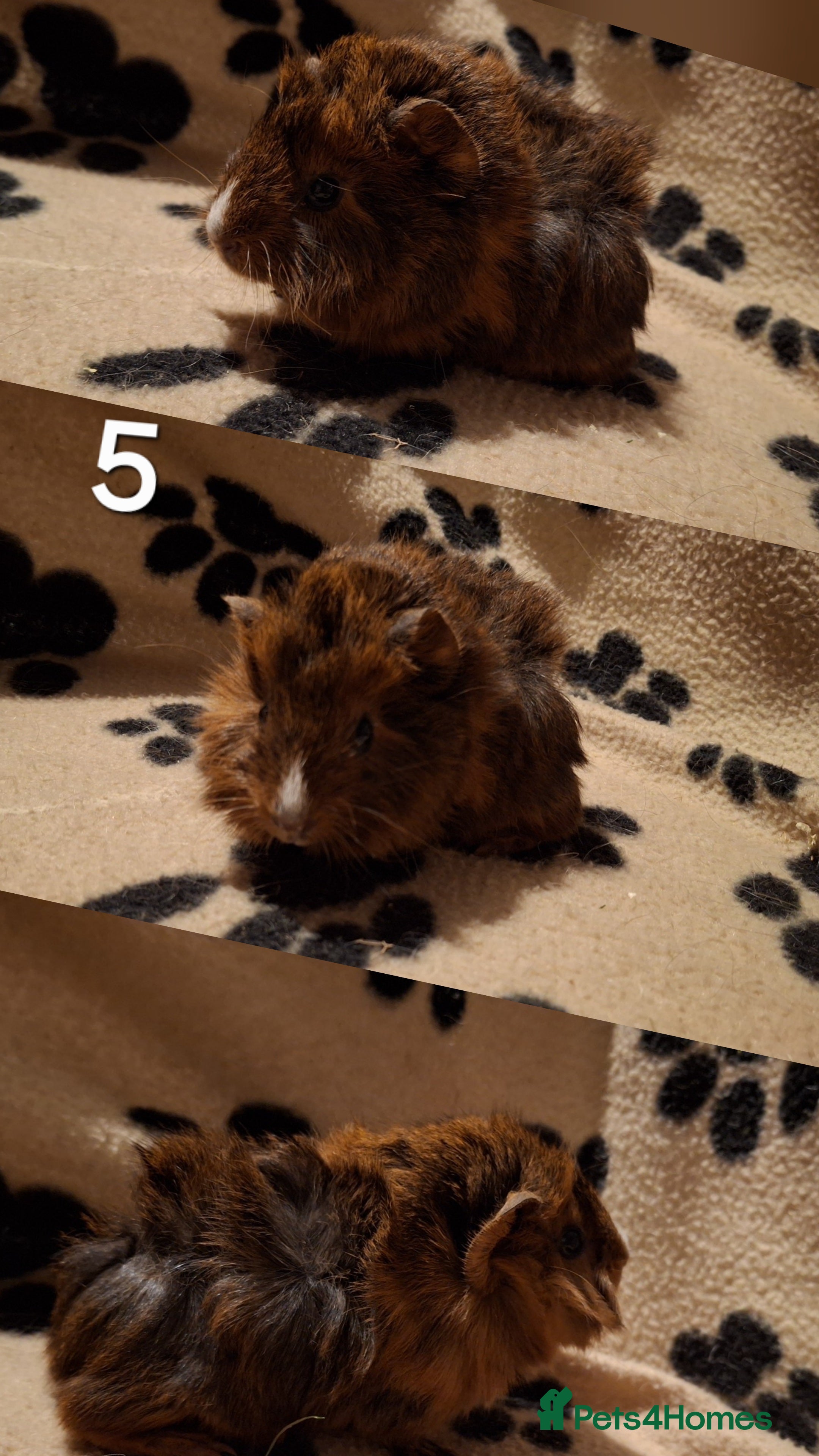 Guinea Pig rodents Super cute baby guineas seeking new homes 🏡  - Advert 3