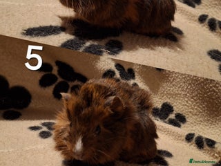 Guinea Pig rodents Super cute baby guineas seeking new homes 🏡 - Advert 3