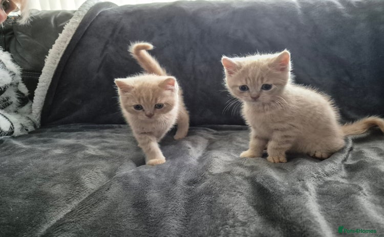 British Shorthair cats - Advert 10