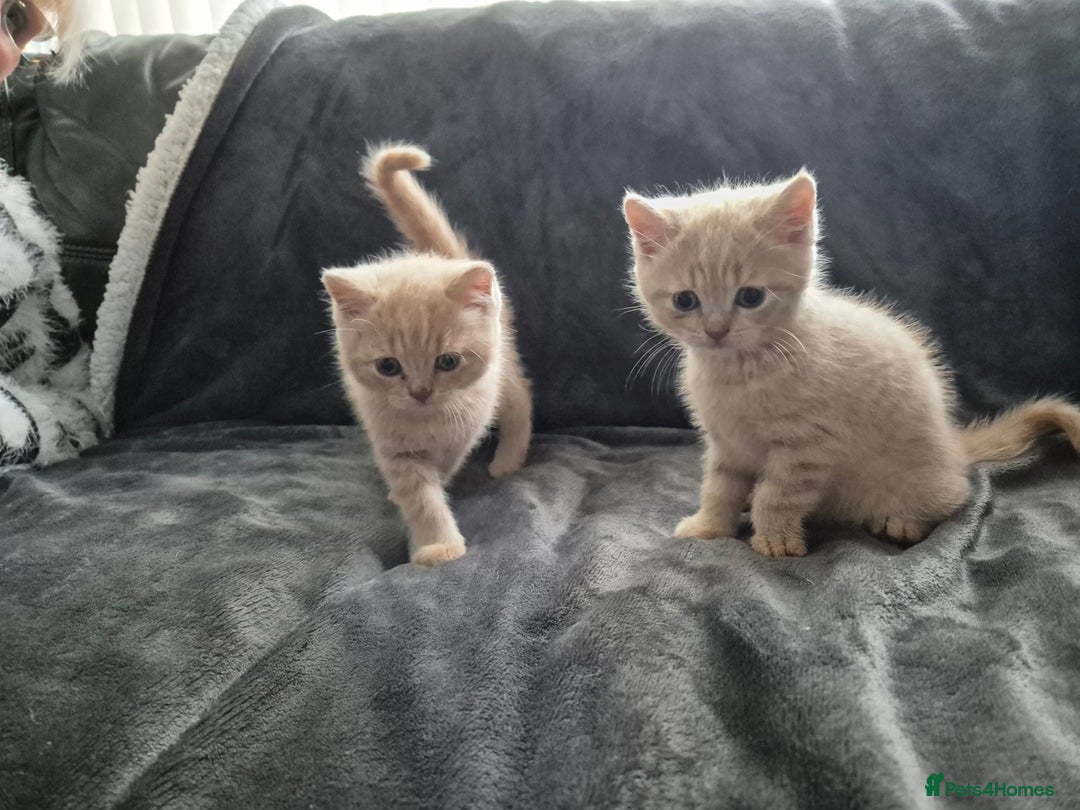 British Shorthair cats for sale: British shorthair kittens - Image 1