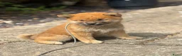 Japanese Shiba Inu dogs for sale: Mame Shiba , parents health tested champions  - Advert 5