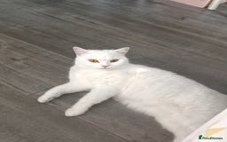 British Shorthair cats for sale: British Shorthair - Image 2