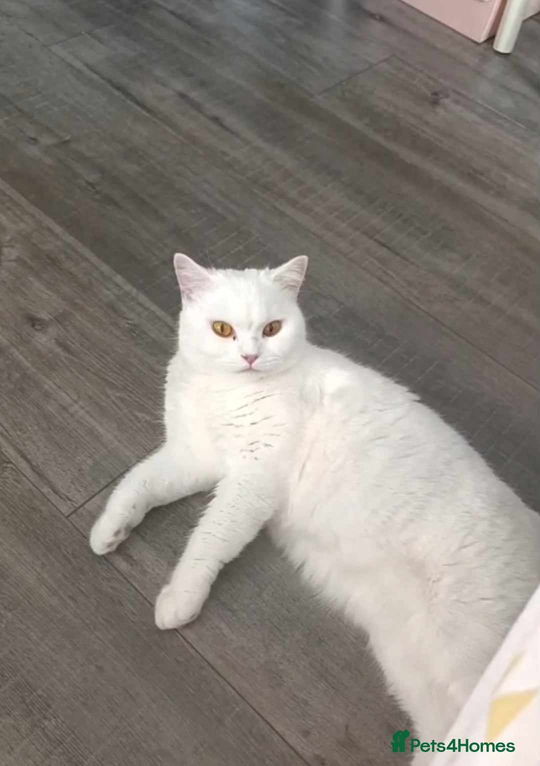 British Shorthair cats for sale: British Shorthair - Image 2