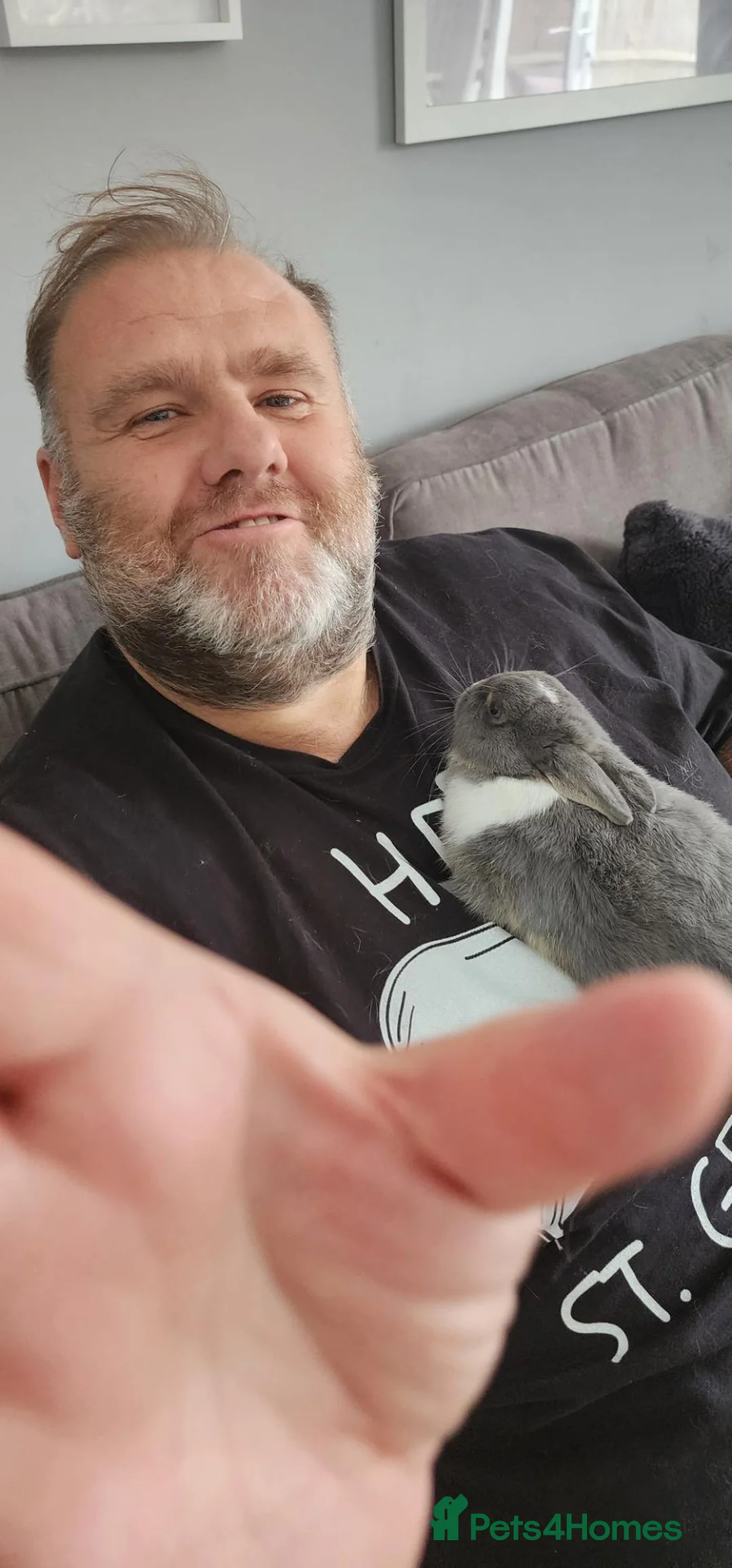Netherland Dwarf rabbits for sale: Netherland dwarf rabbits - Advert 12