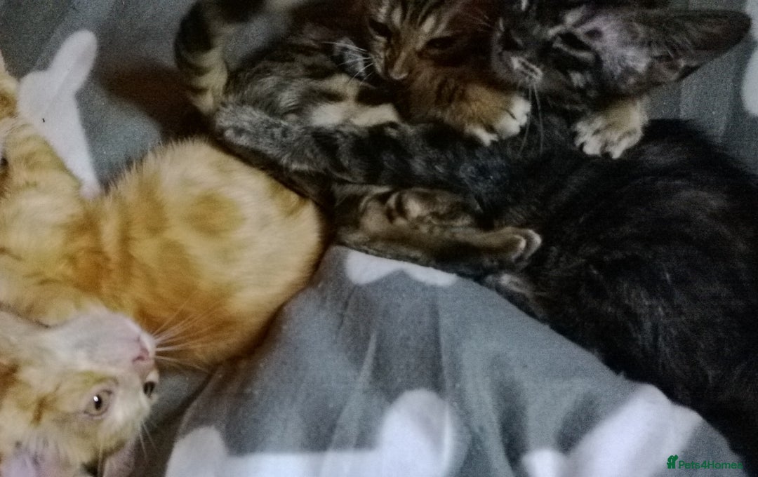 Mixed Breed cats for sale: Cute and Playful Kittens - Advert 33