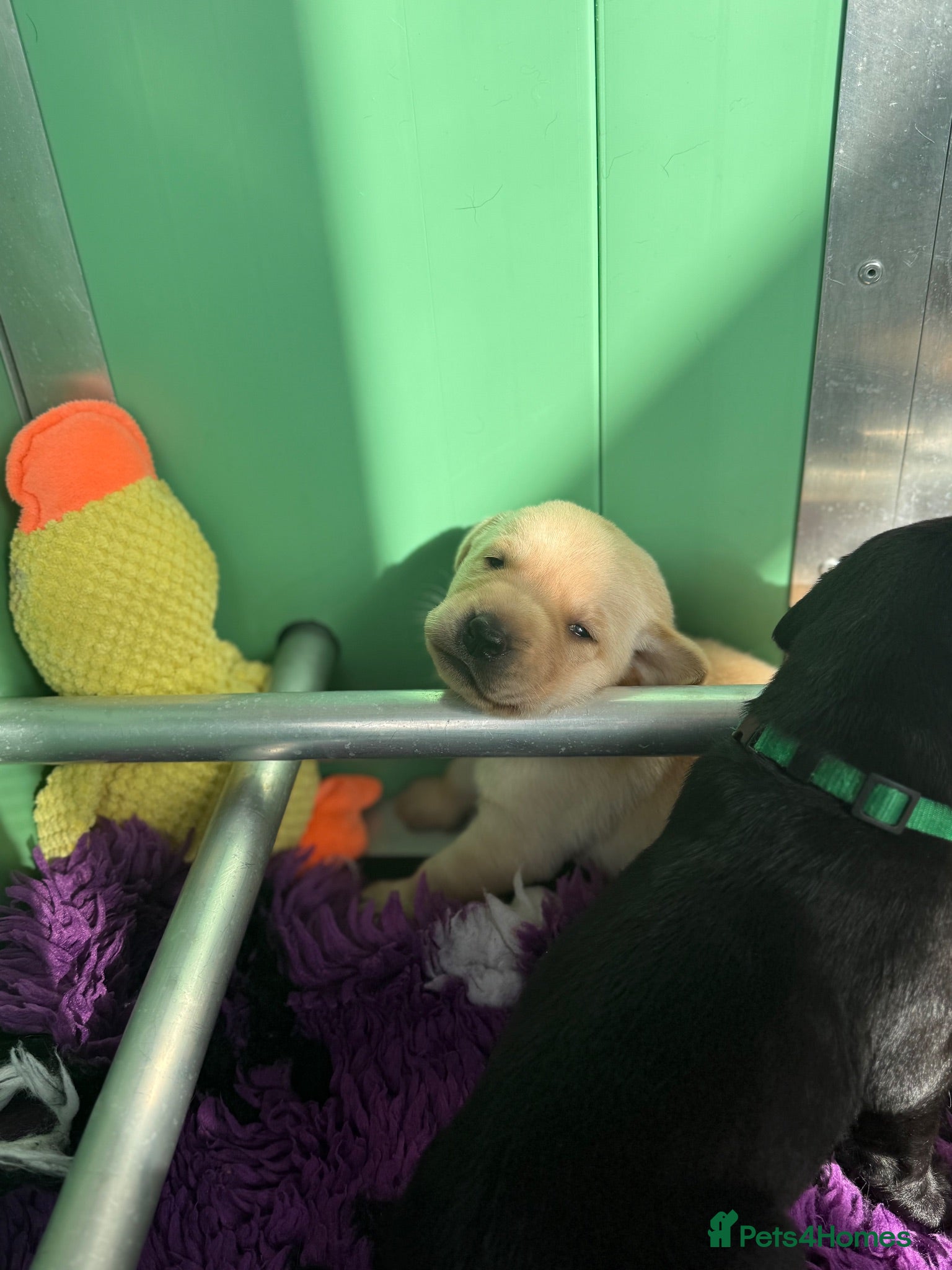 Labrador Retriever dogs Exceptional Health-Tested Purebred Labrador Puppys - Advert 2