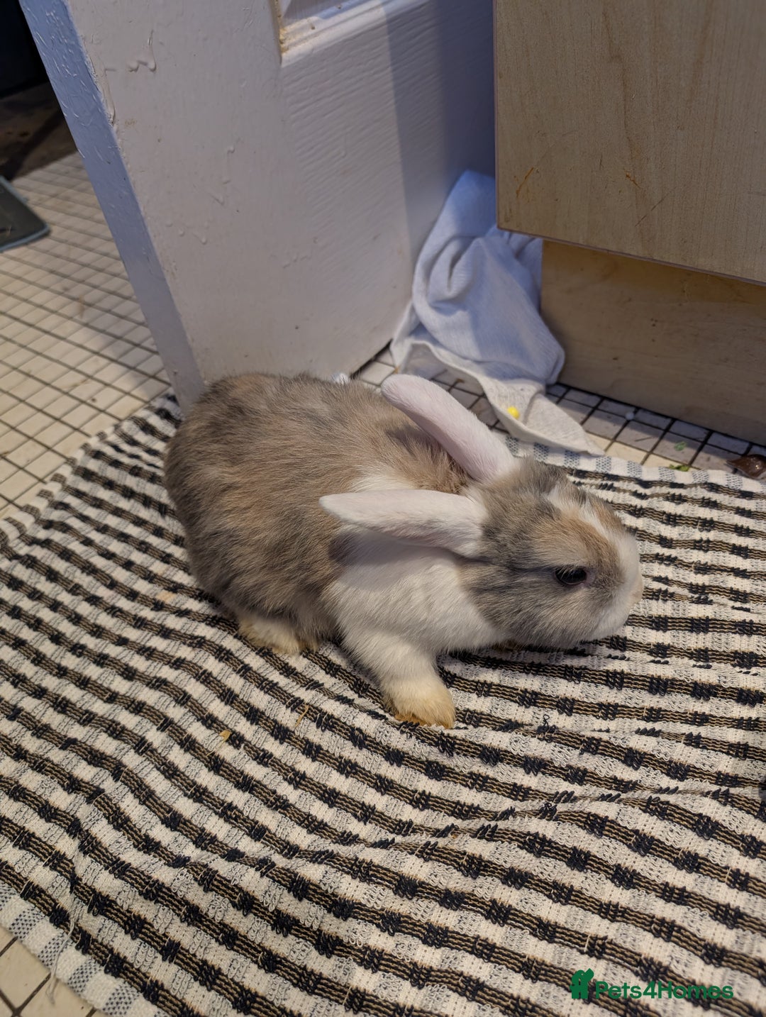 Dutch rabbits for sale: Dutch and minilop crosses available  - Advert 2