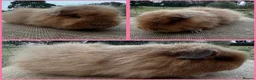 Guinea Pig rodents for sale: Swiss Sow (other breeds available)  - Advert 3