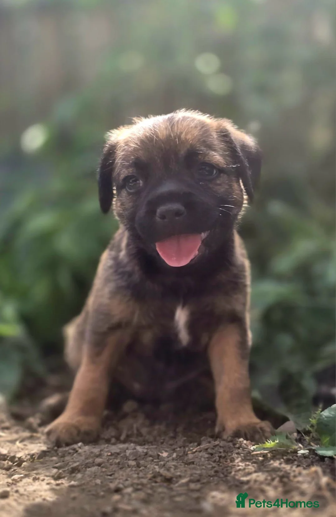 Border Terrier dogs for sale: Two Beautiful Border Terrier Puppies - Advert 1