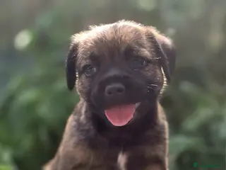 Border Terrier dogs Two Beautiful Border Terrier Puppies - Advert 13