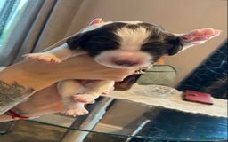 Sprocker dogs for sale: Norwich  - Image 11