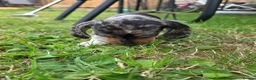 Miniature Dachshund dogs for sale: Miniature dachshund  - Advert 9