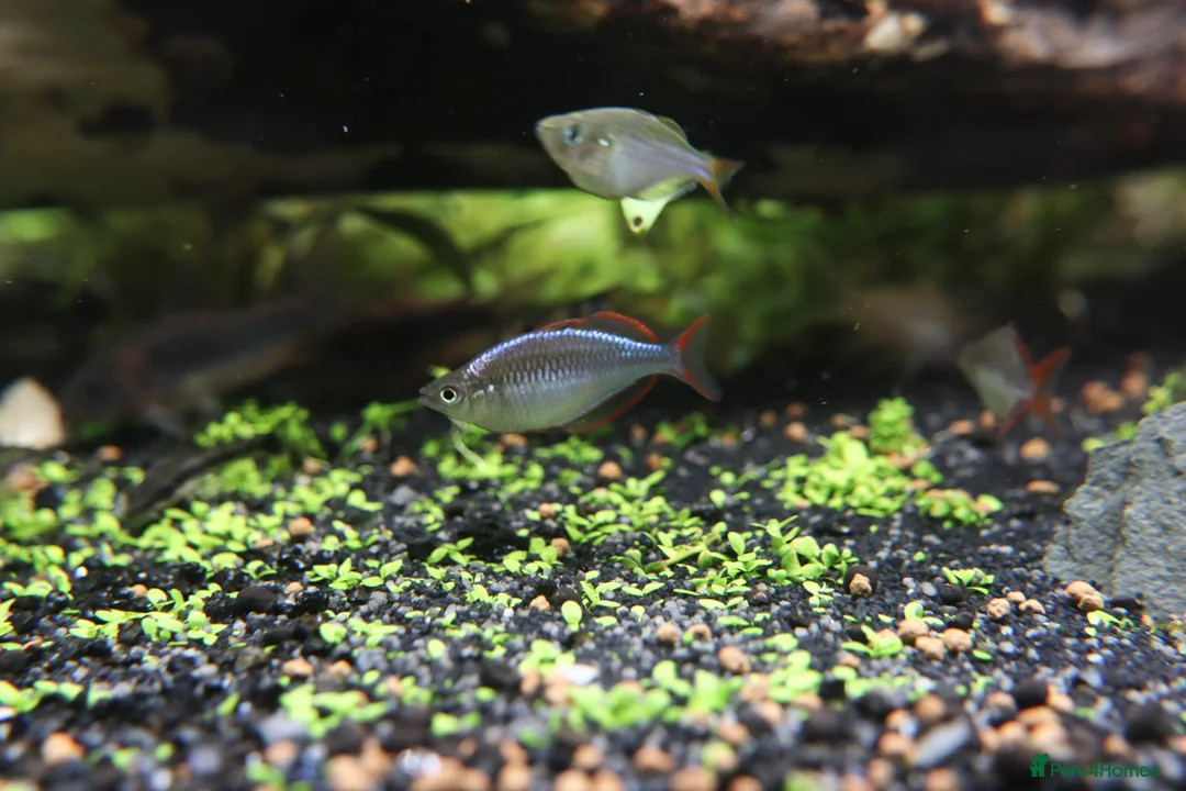 Rainbow Fish fish for sale: Neon Dwarf Rainbows  - Advert 4