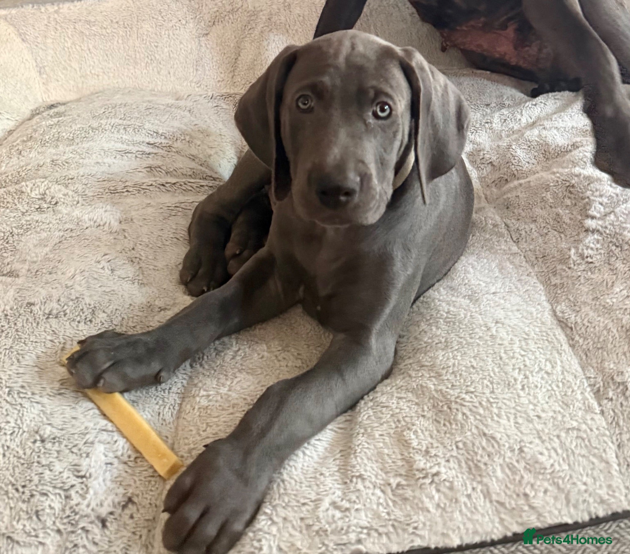 Weimaraner dogs KC Reg Weimaraner Puppies Silver & Blue - Advert 2