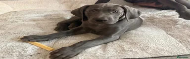 Weimaraner 4 White 