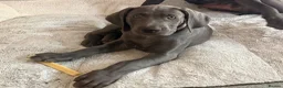Weimaraner dogs for sale: KC Reg Weimaraner Puppies Silver & Blue - Advert 3