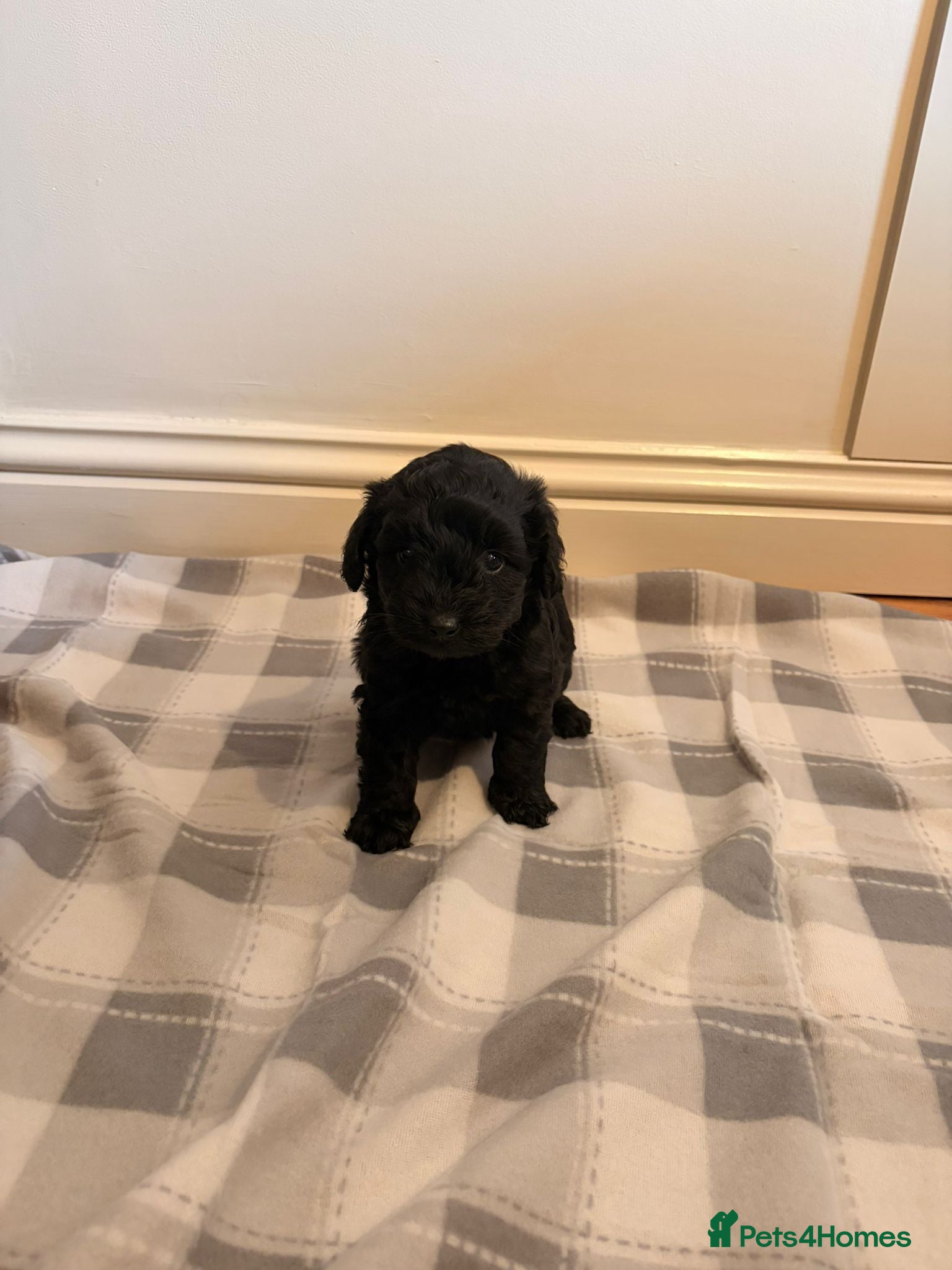 Cockapoo dogs for sale: F1b cockapoos  - Advert 8