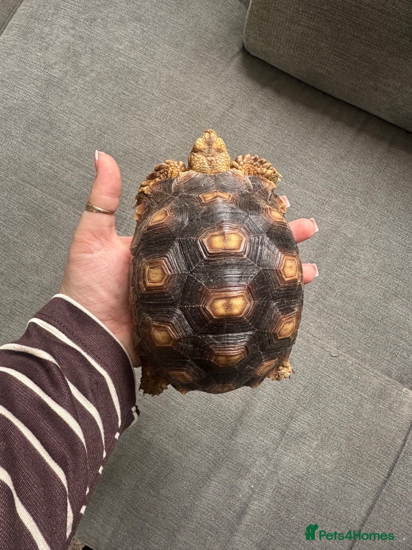 Tortoise reptiles Beautiful sulcata baby  - Advert 1