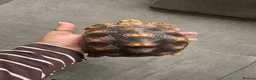 Tortoise reptiles for sale: Beautiful sulcata baby  - Advert 1