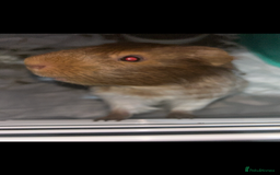 Guinea Pig rodents for sale: Guinea pig  - Image 2