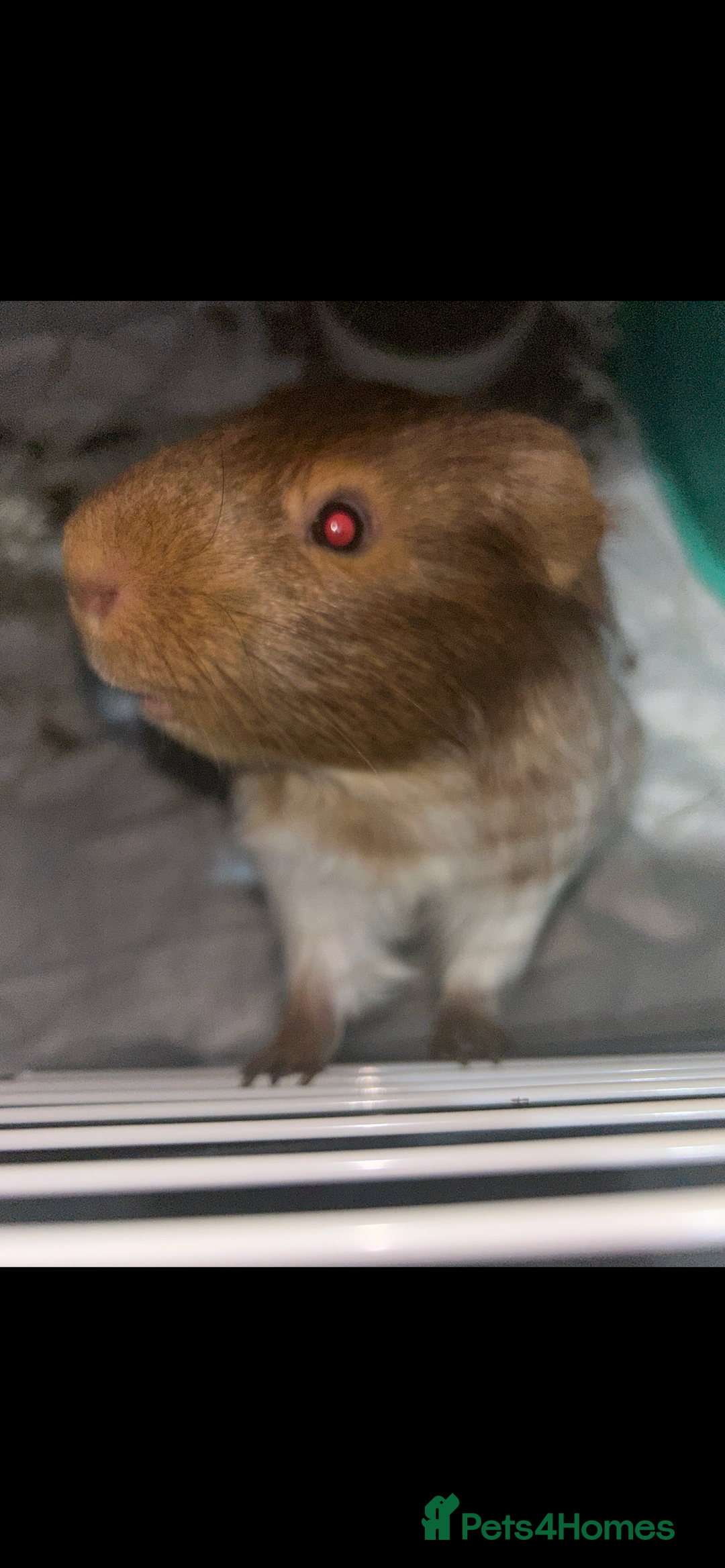 Guinea Pig rodents for sale: Guinea pig  - Image 2