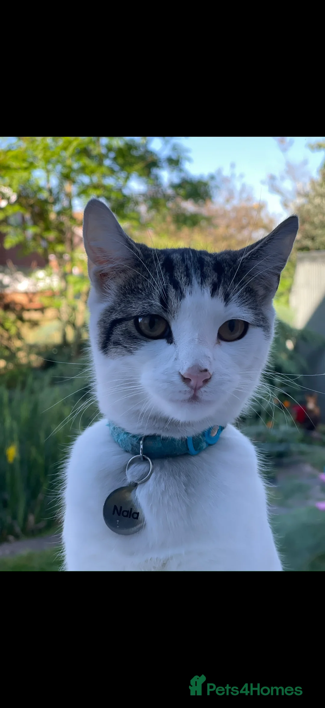 British Shorthair cats for sale:     Nala – Independent but Loving in Melton Mowbray - Advert 2