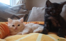 Maine Coon cats for sale: FLUFFY MAINECOON X KITTENS - Image 12