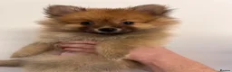 Pomeranian dogs for sale: Pomeranian Puppies - Advert 2