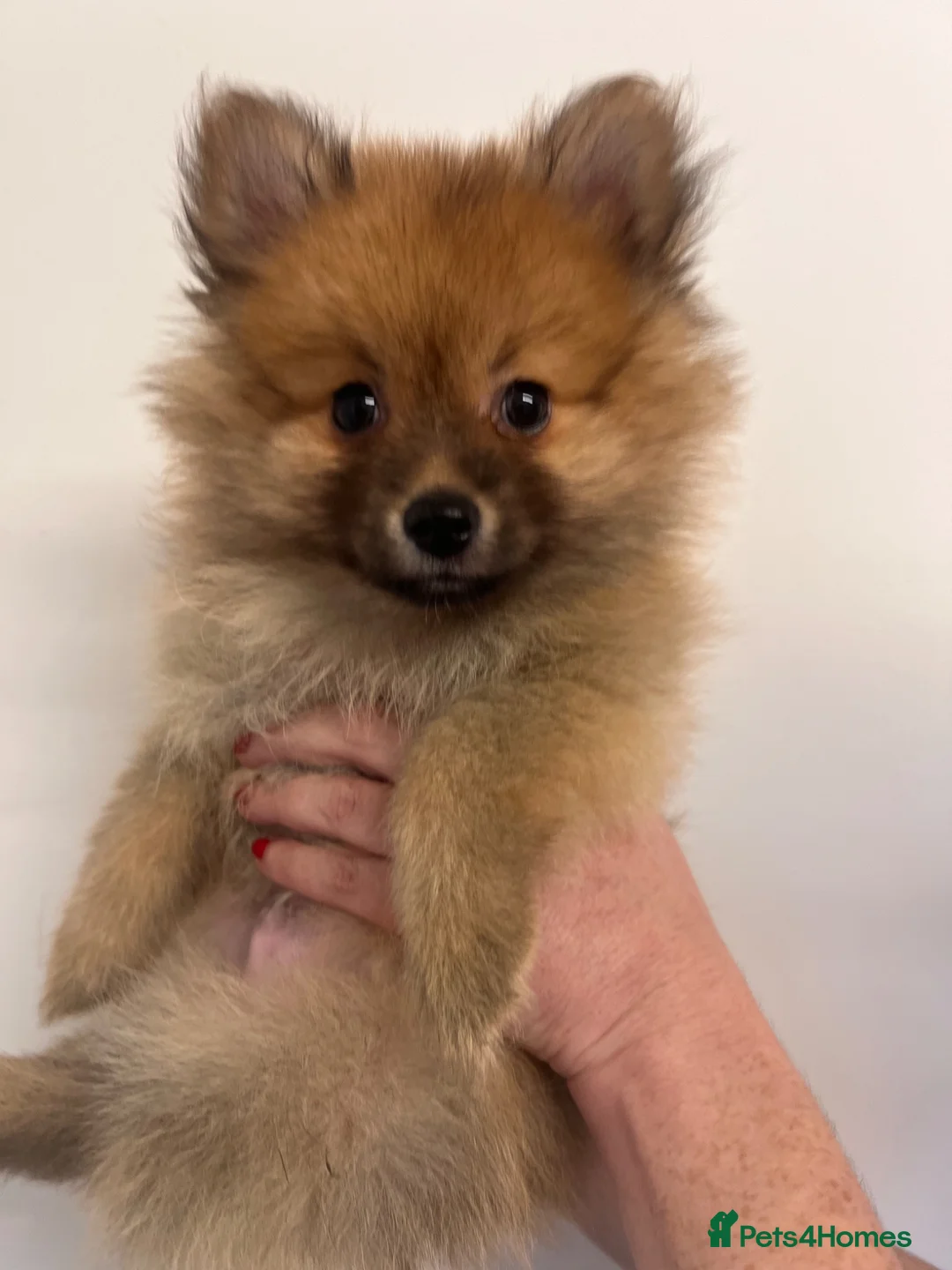 Pomeranian dogs for sale: Pomeranian Puppies - Advert 2