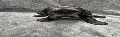 Cockapoo 1