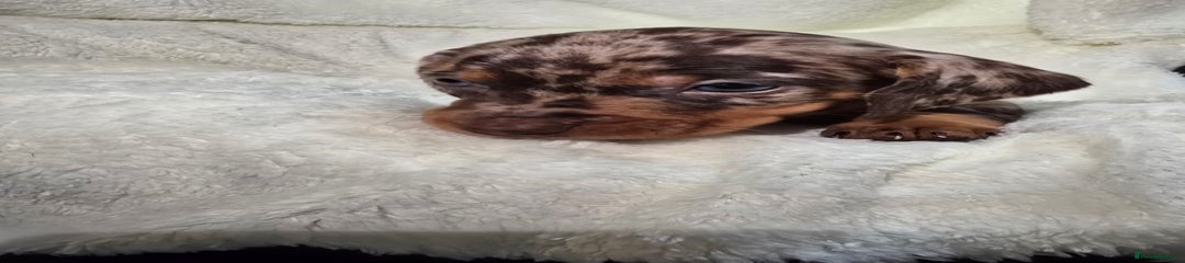 Miniature Dachshund Puppy 4