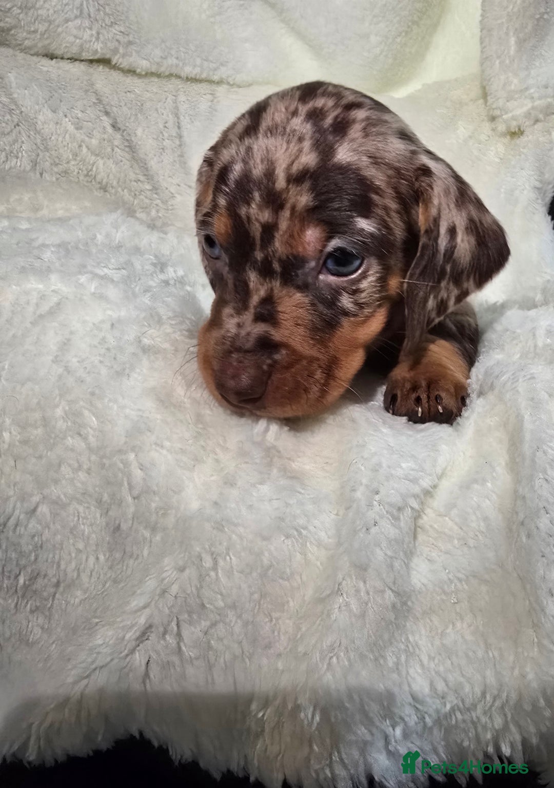 Miniature Dachshund dogs for sale: Miniature dachshunds 🐶 - Advert 15