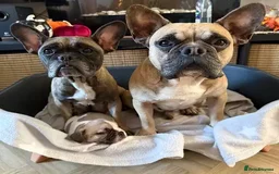 French Bulldog dogs for sale: 2 Female / 2 Male French Bulldog puppies for sale - Image 3